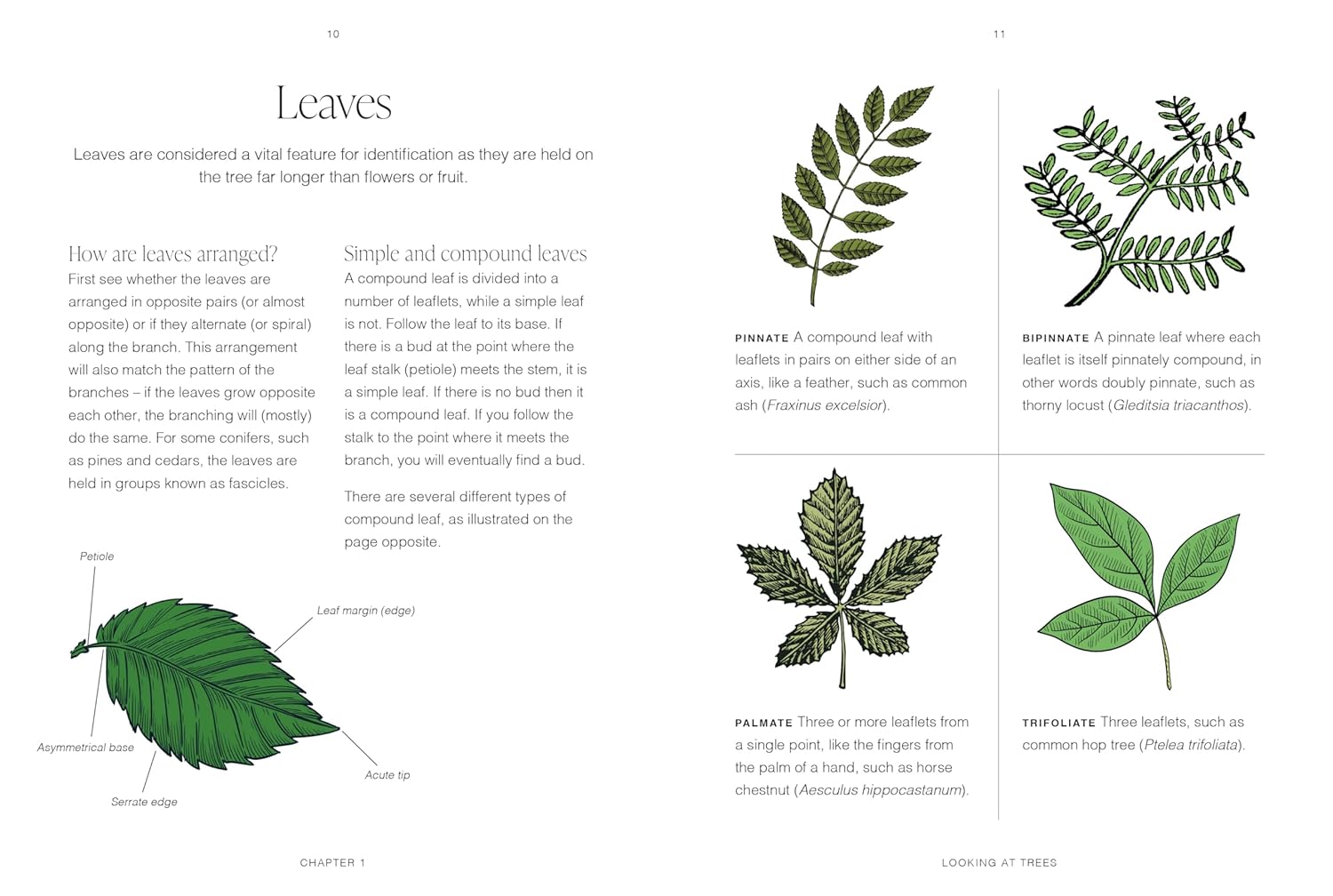 RHS Garden Trees, A Pocket Guide by Elisabeth K Larsen & Jordan Bilsborrow