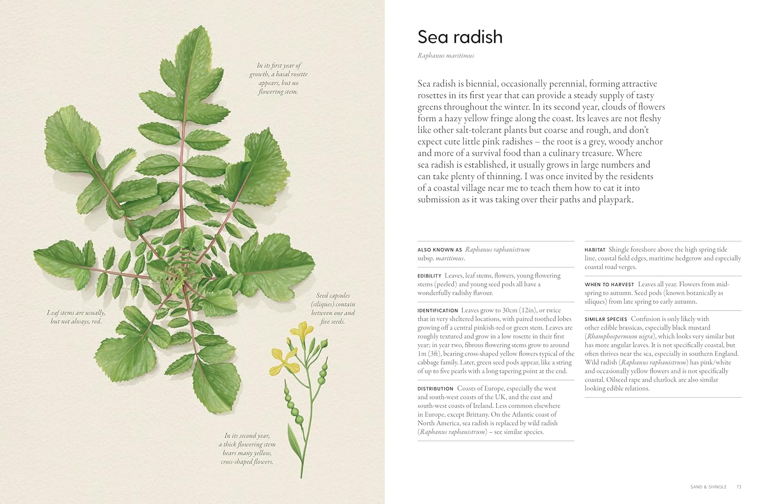 The Coastal Forager, Wild maritime food to preserve, cook and eat, by Mark Williams