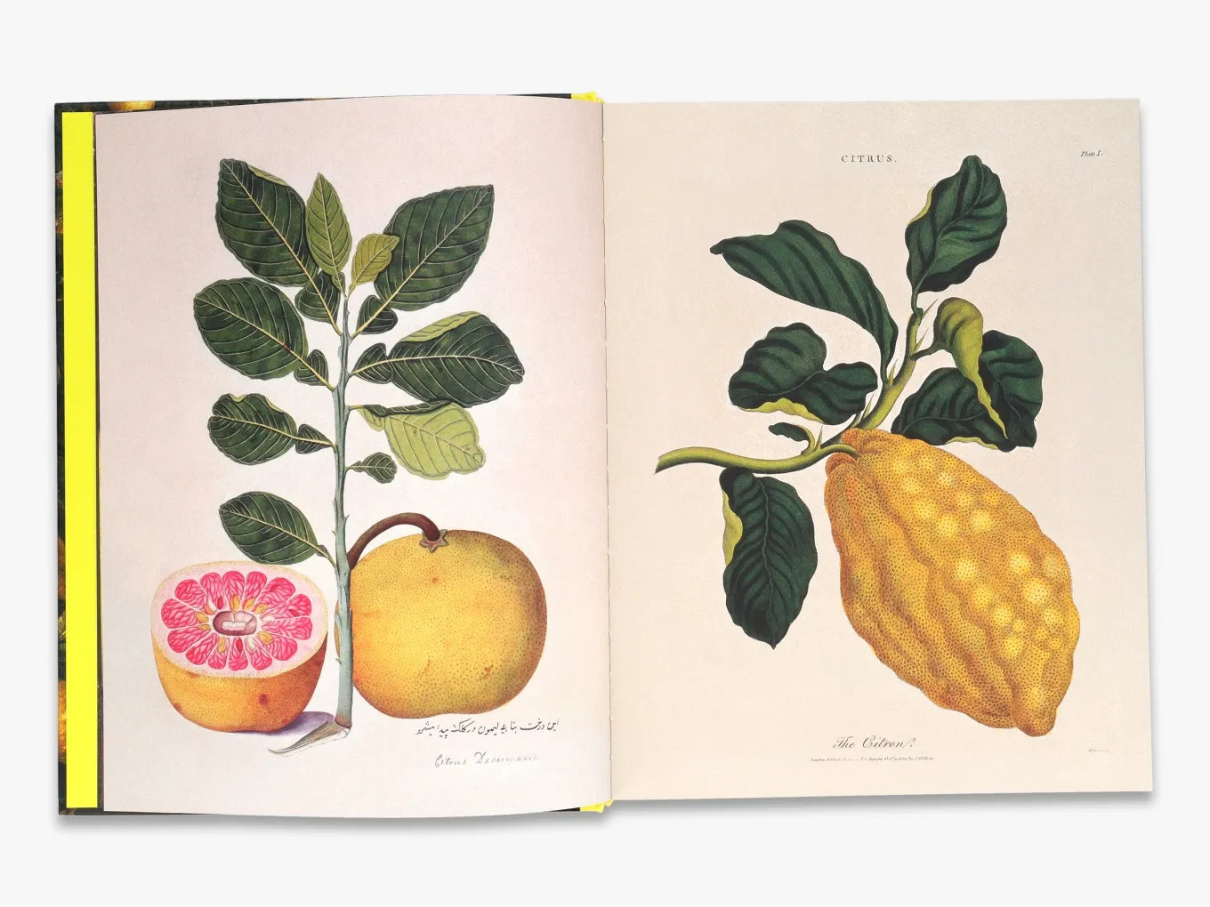 Citrus, A World History by David J. Mabberley