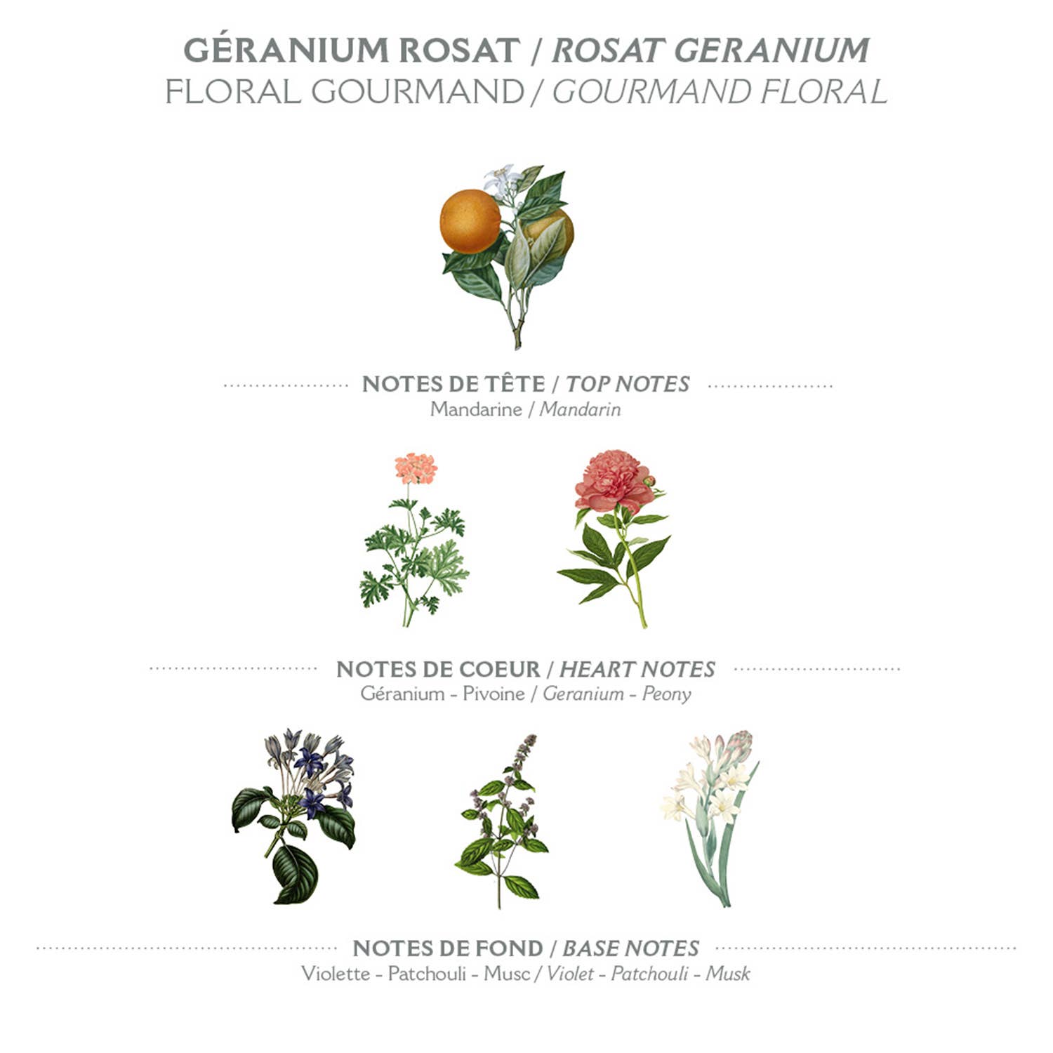 Diagram of floral notes for Rosat Geranium with illustrations of flowers and mandarin orange.