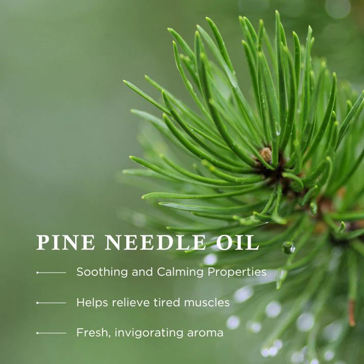 Close-up of pine needles with text about pine needle oil on a blurred green background