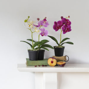 Mini  Orchid