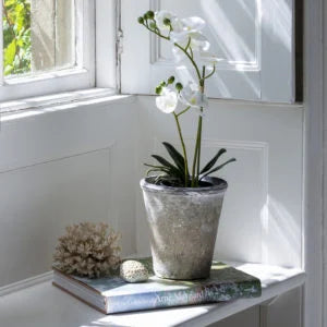 white orchid by window in pot on a book